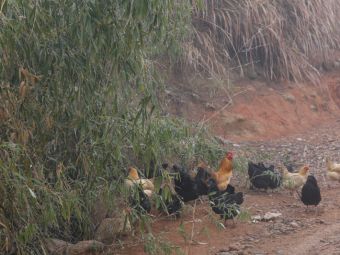 绩溪县京山土鸡养殖专业合作社土鸡放养取得好效益